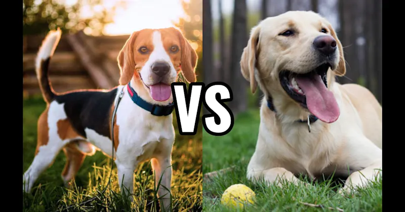 Beagle vs. Labrador Retriever