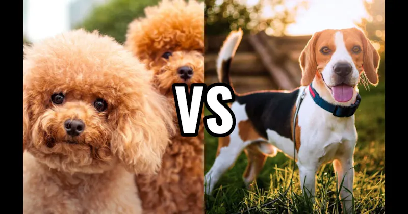 Beagle vs. Poodle (Miniature or Standard)