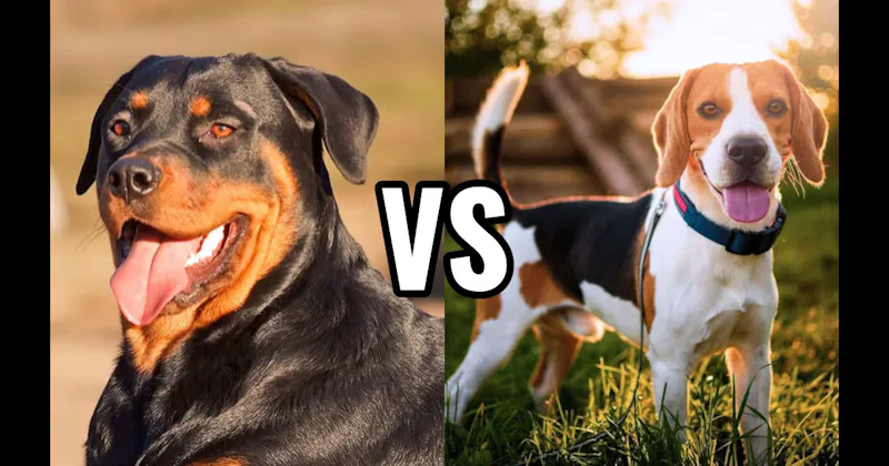 Beagle vs. Rottweiler