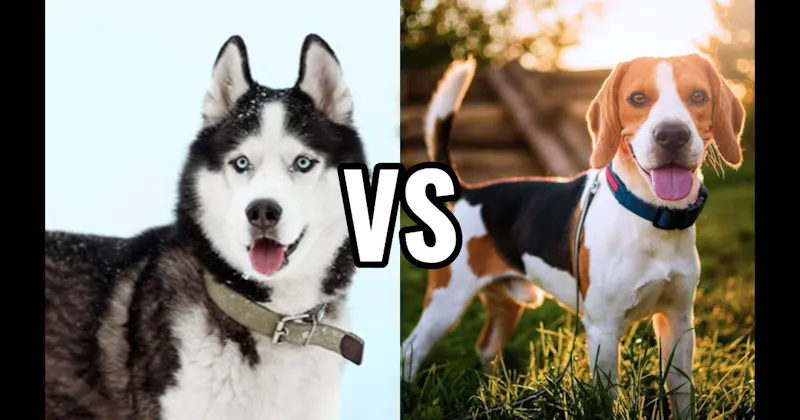 Beagle vs. Siberian Husky
