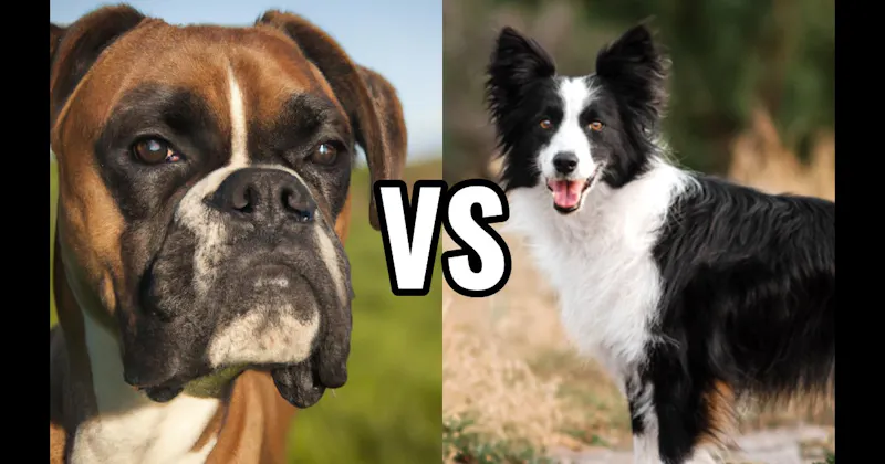 Border Collie vs. Boxer