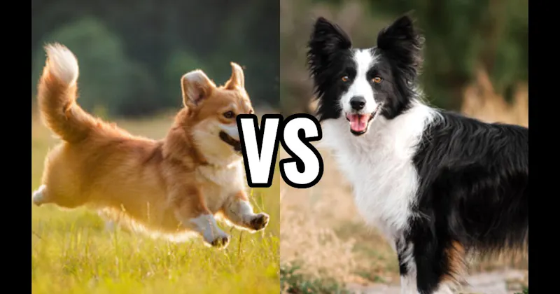 Border Collie vs. Corgi