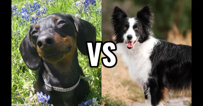 Border Collie vs. Dachshund