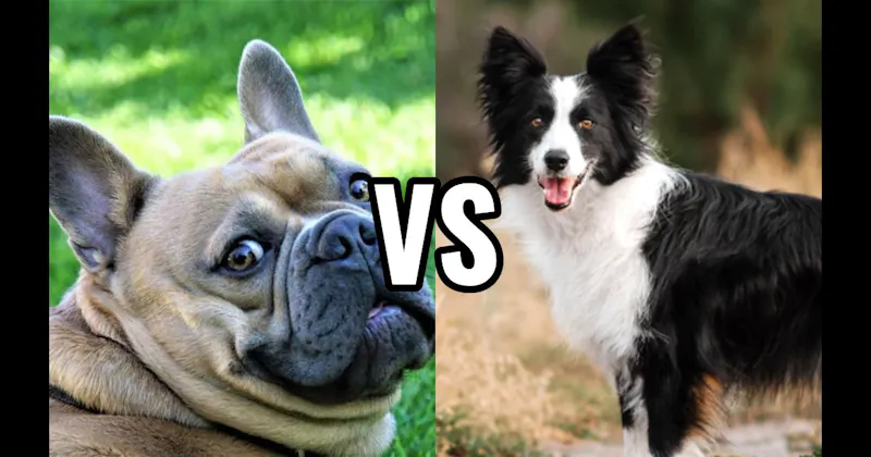 Border Collie vs. French Bulldog