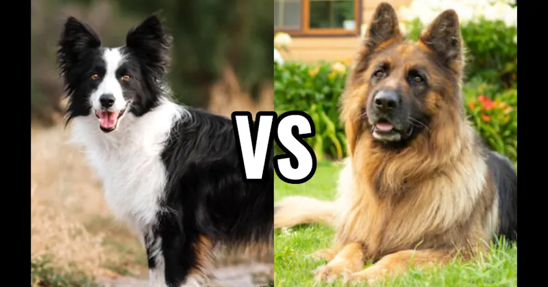 Border Collie vs. German Shepherd