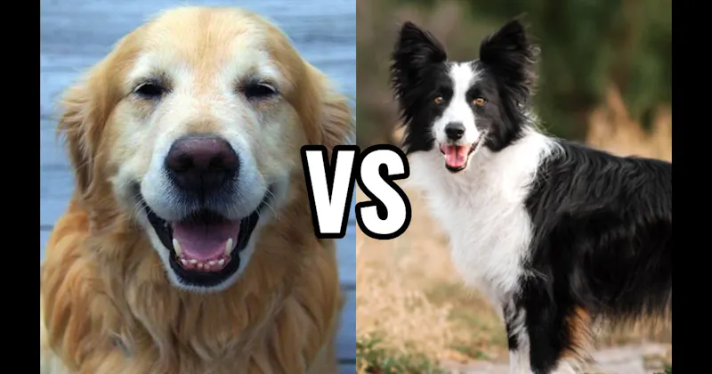 Border Collie vs. Golden Retriever