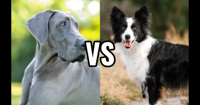 Border Collie vs. Great Dane