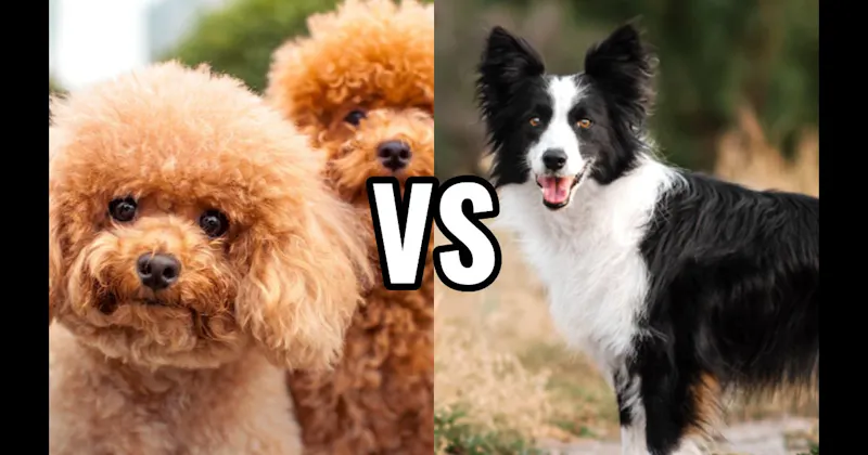 Border Collie vs. Poodle (Miniature or Standard)