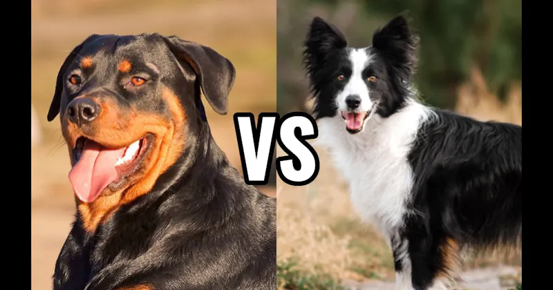 Border Collie vs. Rottweiler