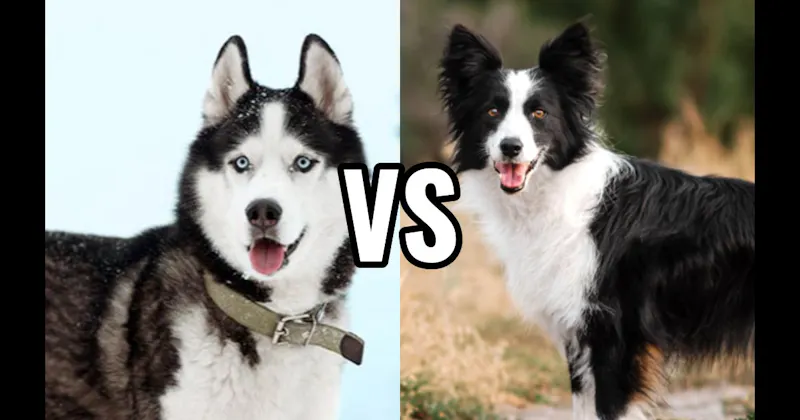 Border Collie vs. Siberian Husky