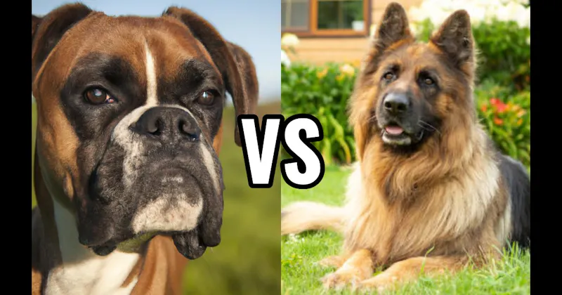Boxer vs. German Shepherd