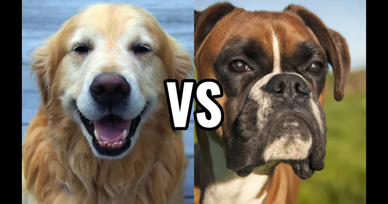 Boxer vs. Golden Retriever
