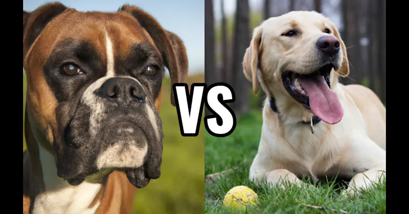 Boxer vs. Labrador Retriever