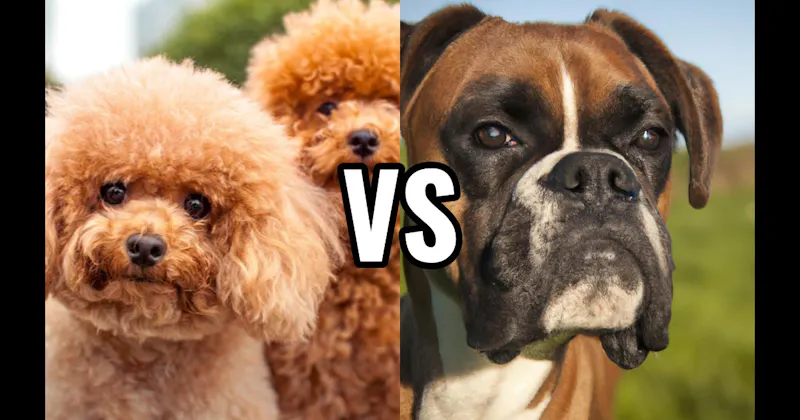 Boxer vs. Poodle (Miniature or Standard)