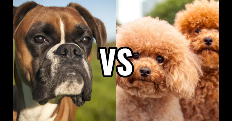 Boxer vs. Poodle (Miniature or Standard)
