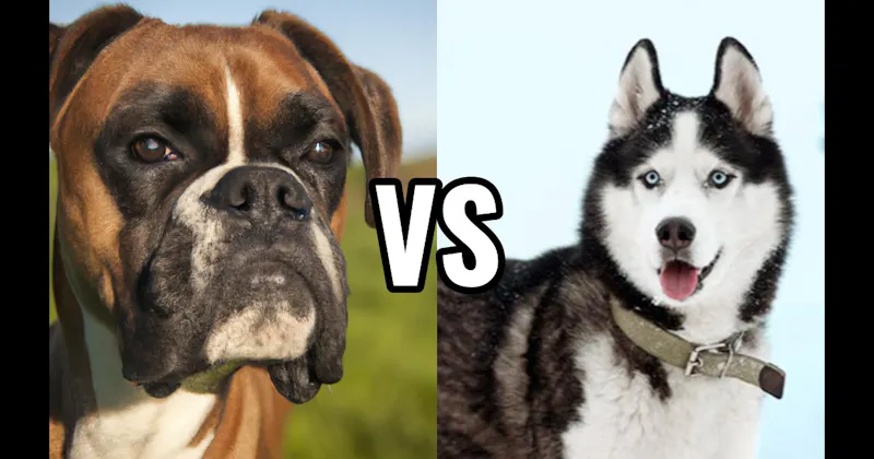 Boxer vs. Siberian Husky