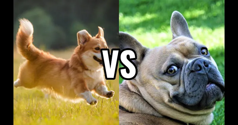 Corgi vs. French Bulldog