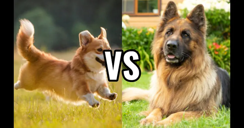 Corgi vs. German Shepherd
