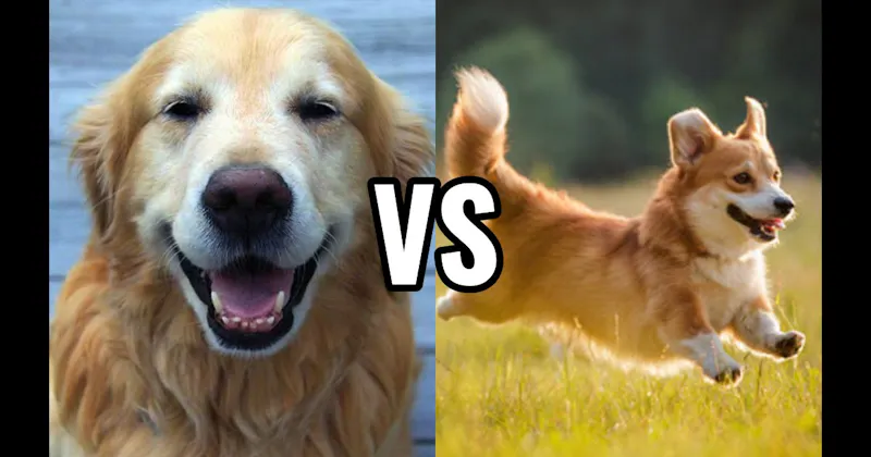 Corgi vs. Golden Retriever