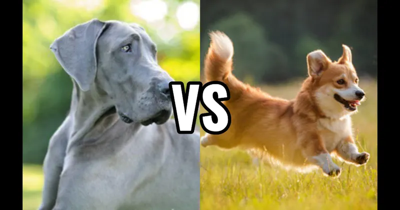 Corgi vs. Great Dane