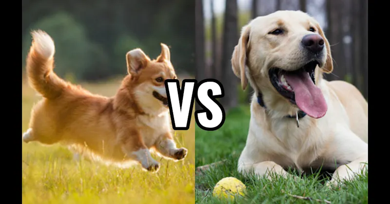 Corgi vs. Labrador Retriever