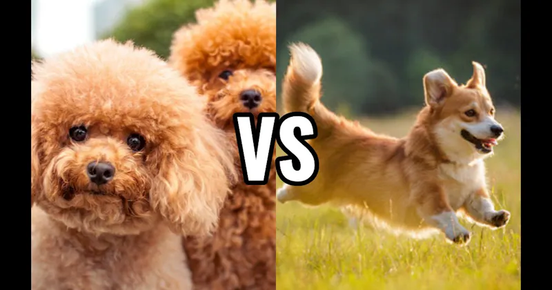 Corgi vs. Poodle (Miniature or Standard)