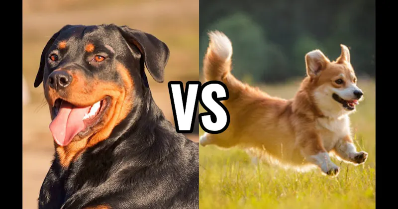 Corgi vs. Rottweiler