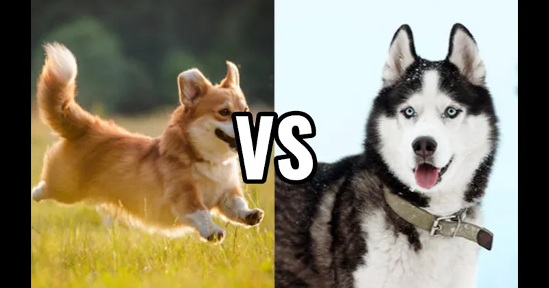 Corgi vs. Siberian Husky