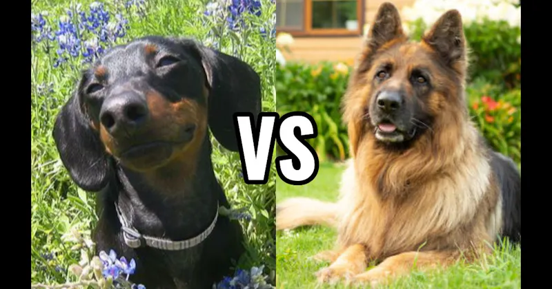 Dachshund vs. German Shepherd