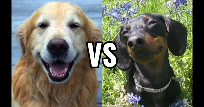 Dachshund vs. Golden Retriever