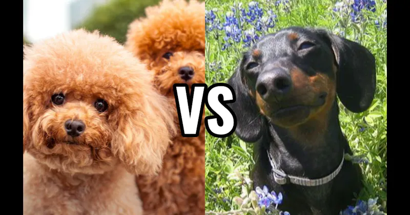 Dachshund vs. Poodle (Miniature or Standard)