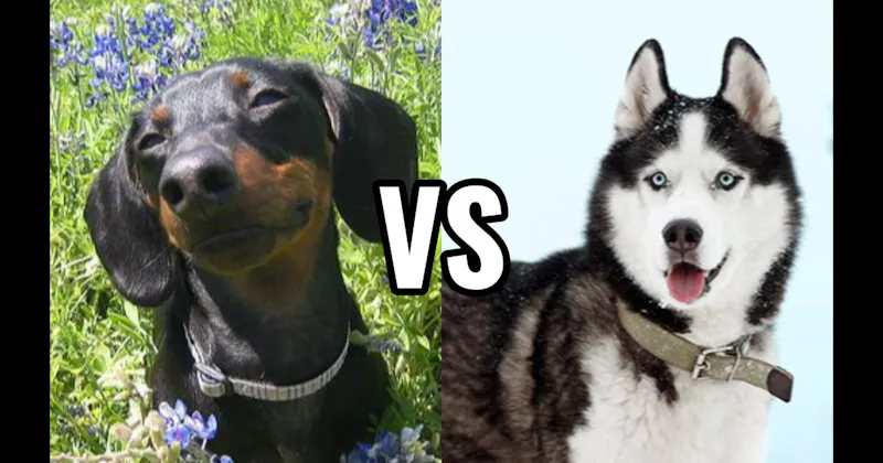 Dachshund vs. Siberian Husky