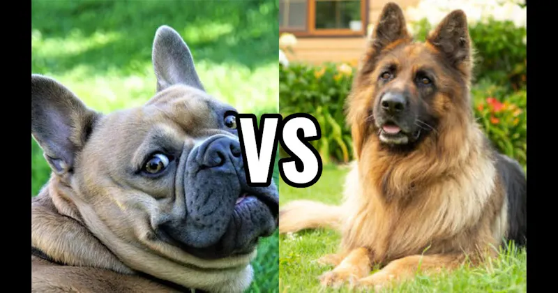 French Bulldog vs. German Shepherd