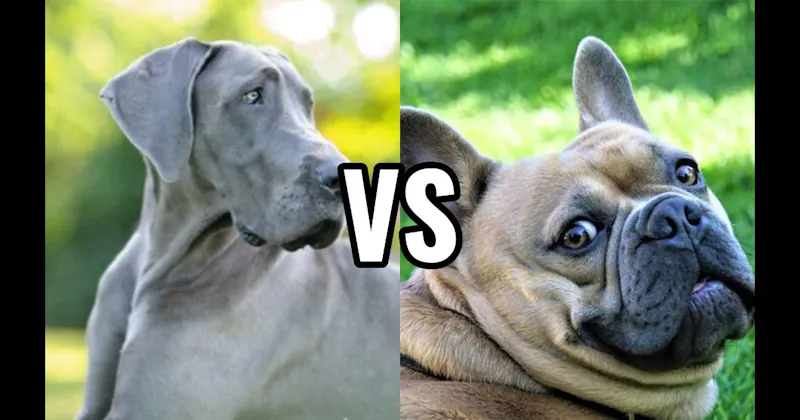 French Bulldog vs. Great Dane