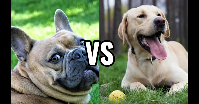 French Bulldog vs. Labrador Retriever
