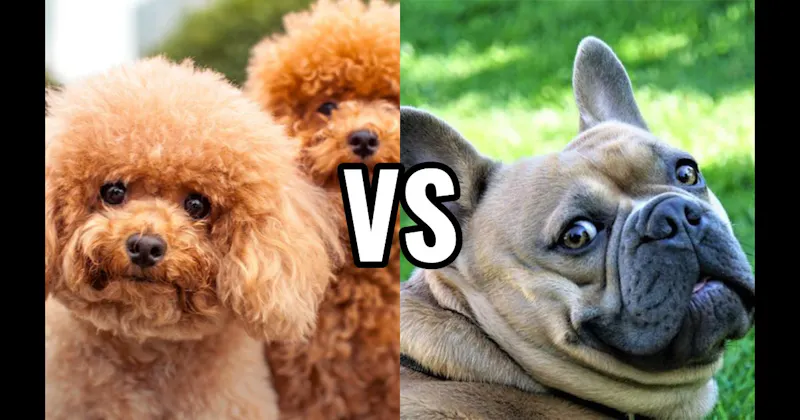 French Bulldog vs. Poodle (Miniature or Standard)