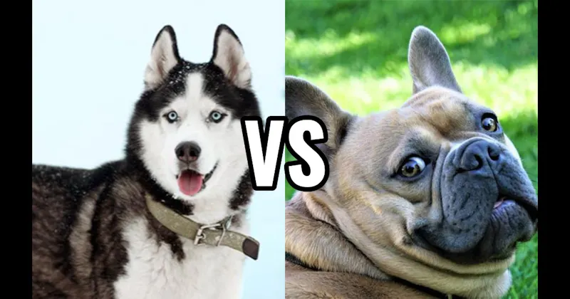 French Bulldog vs. Siberian Husky