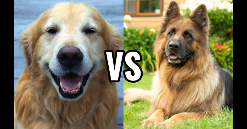 German Shepherd vs. Golden Retriever