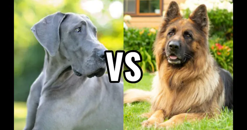 German Shepherd vs. Great Dane