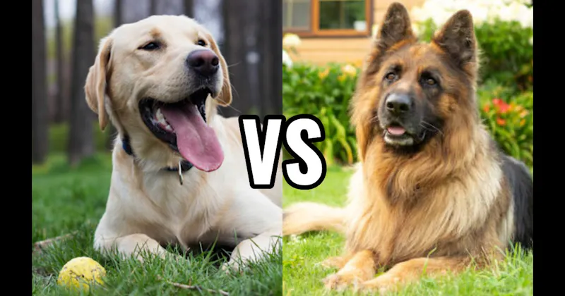 German Shepherd vs. Labrador Retriever