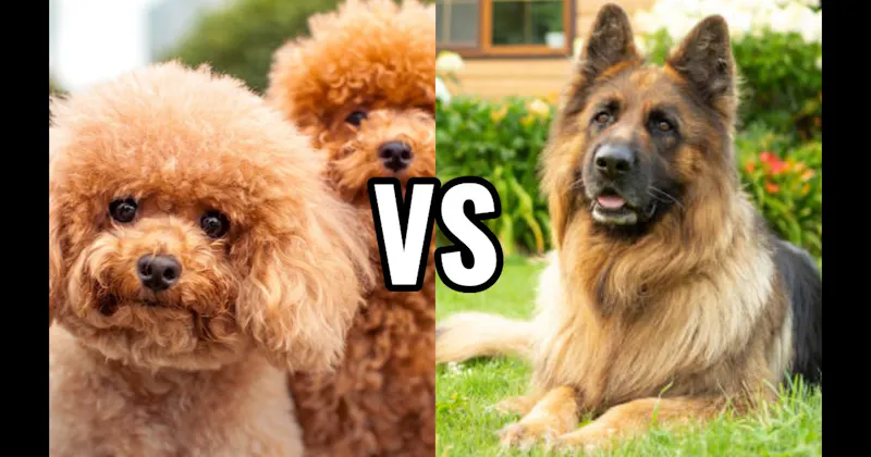 German Shepherd vs. Poodle (Miniature or Standard)