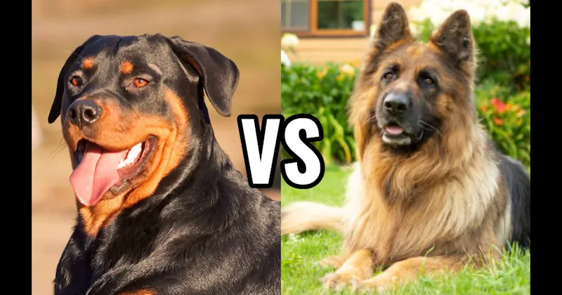 German Shepherd vs. Rottweiler