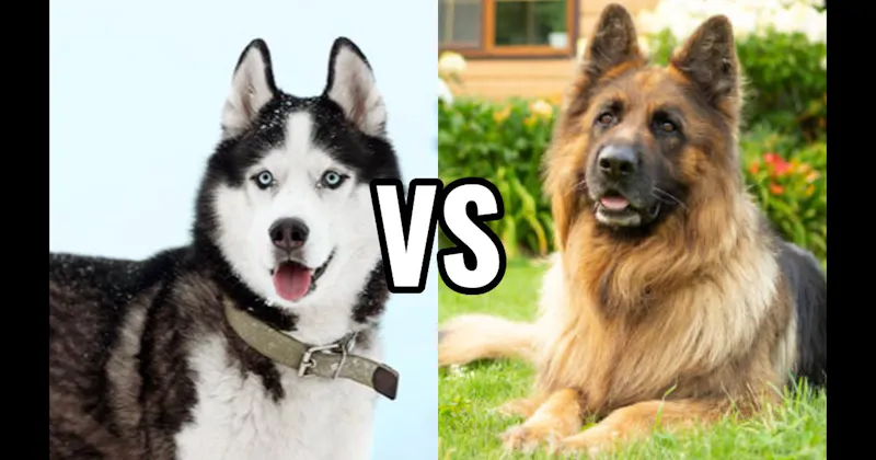German Shepherd vs. Siberian Husky
