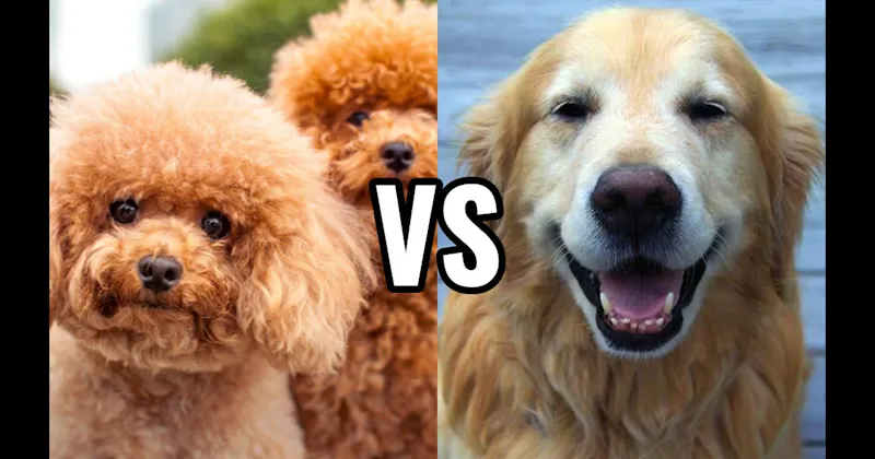 Golden Retriever vs. Poodle (Miniature or Standard)