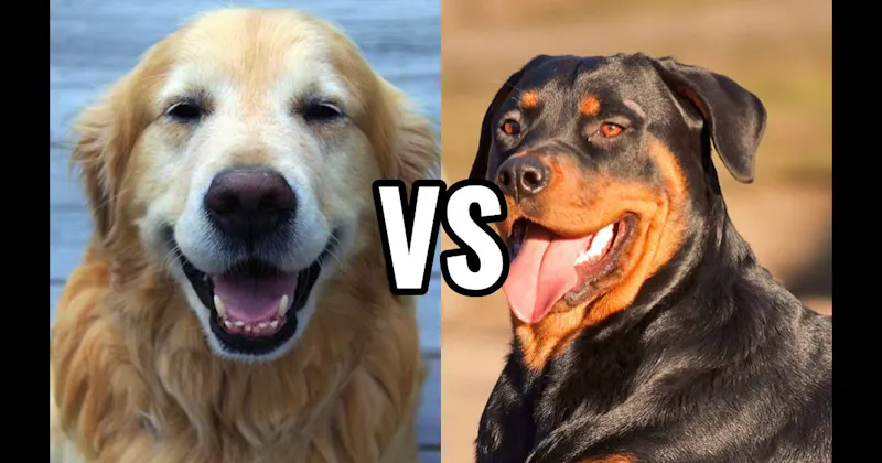 Golden Retriever vs. Rottweiler