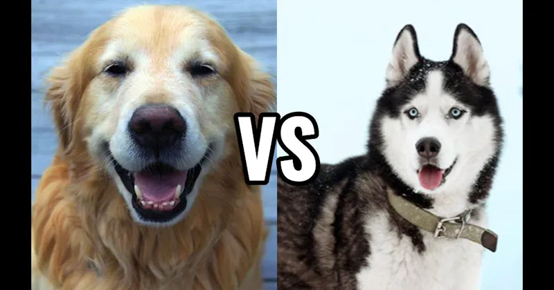 Golden Retriever vs. Siberian Husky
