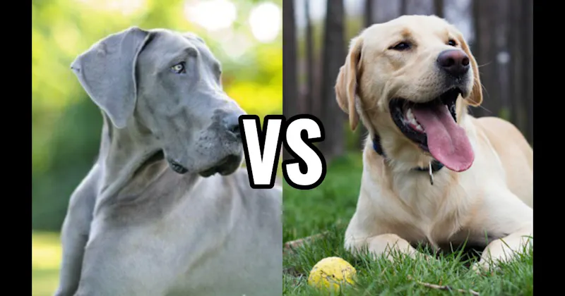 Great Dane vs. Labrador Retriever