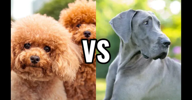 Great Dane vs. Poodle (Miniature or Standard)