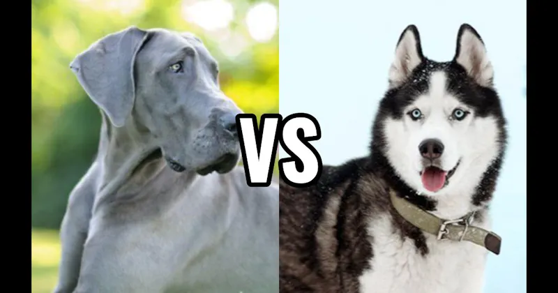Great Dane vs. Siberian Husky