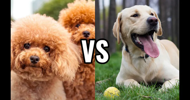 Labrador Retriever vs. Poodle (Miniature or Standard)